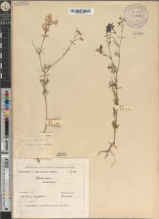 Delphinium consolida L. var. micranthum Boiss. & fo. roseum Zapał.