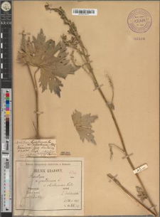 Aconitum lasiostomum Reichb. in Besser var. microcarpum Zapał.