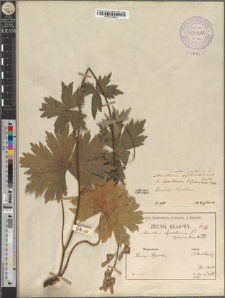 Aconitum moldavicum Hacq. fo. puberulum Zapał.
