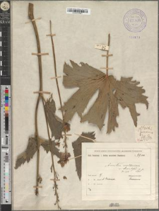 Aconitum moldavicum Hacq. var. dissectifolium Zapał.