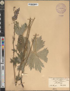Aconitum moldavicum Hacq. var. leopoliense Zapał.