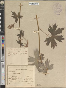 Aconitum moldavicum Hacq. var. leopoliense Zapał.