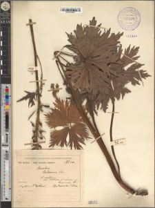 Aconitum moldavicum Hacq. var. Hosteanum Schur pro spec. fo. rodnense Zapał.