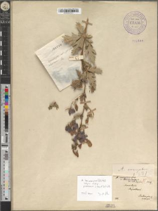 Aconitum cammarum Jacq. var. beskidense Zapał.