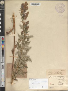 Aconitum cammarum Jacq. var. koscieliskanum Zapał.