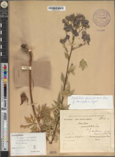 Aconitum paniculatum Lam. fo. tenuifissum Zapał.