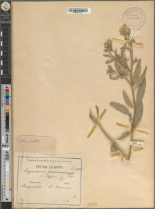 Erysimum pannonicum Crantz. fo. platyphyllum Zapał.
