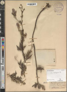Aconitum paniculatum Lam. var. intermedium Zapał.