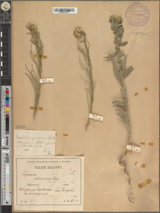 Erysimum pannonicum Crantz. var. pseudocarniolicum Zapał.