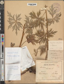 Aconitum napellus L. var. carpaticum Zapał.