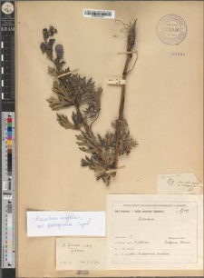 Aconitum napellus L. var. babiogorense Zapał.