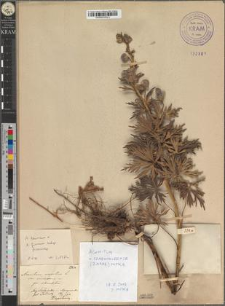 Aconitum napellus L. var. swidovense Zapał. fo. subvestitum Zapał.