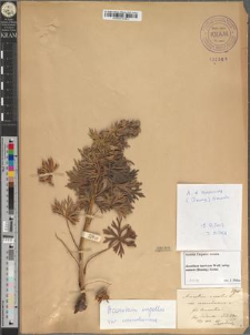 Aconitum napellus L. var. czarnohorense Zapał. fo. tenuisectum Zapał.