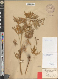 Aconitum napellus L. var. czarnohorense Zapał. fo. amoenum Zapał.
