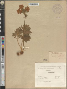 Anemone narcissiflora L. var. podolica Zapał. fo. latisepala Zapał.