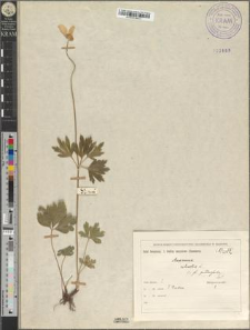 Anemone silvestris L. fo. quadrifolia Zapał.