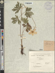 Anemone silvestris L. fo. longipetiolata Zapał.