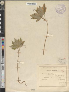 Anemone nemorosa L. fo. gracilis Zapał.