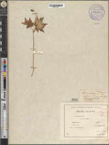 Anemone nemorosa L. fo. gracilis Zapał.