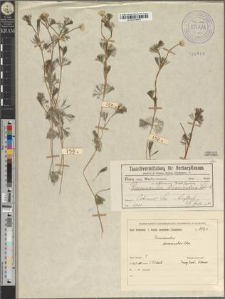 Ranunculus circinnatus Sibth. var. ostroviensis Zapał.