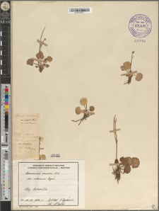Ranunculus crenatus Waldst. et Kit. var. rodnensis Zapał.