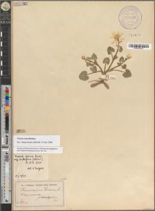 Ranunculus ficaria L. fo. dolichopetalus Zapał.