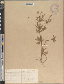 Ranunculus auricomus L. var. dubius Zapał. fo. latipartitus Zapał.