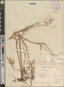 Ranunculus acer L. var. pocuticus Zapał.