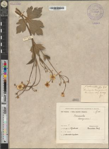 Ranunculus lanuginosus L. fo. subcrenatus Zapał.