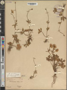 Ranunculus montanus Willd. fo. pluricaulis Zapał.