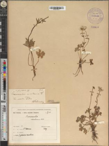 Ranunculus montanus Willd. fo. glabratus Zapał.