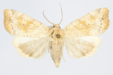 Cosmia trapezina