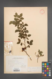 Rosa dumalis [KOR 9501]