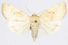Cosmia trapezina