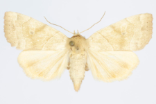 Cosmia trapezina