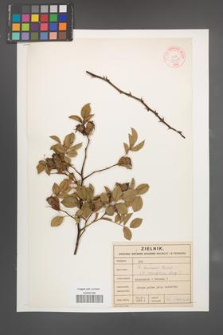 R. [Rosa] dumalis [KOR 46468]