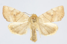 Cosmia trapezina