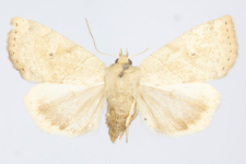 Cosmia trapezina