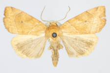 Cosmia trapezina