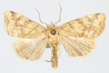 Cosmia trapezina