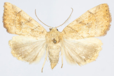 Cosmia trapezina