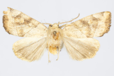 Cosmia trapezina