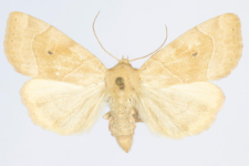 Cosmia trapezina