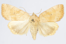Cosmia trapezina