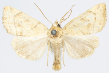 Cosmia trapezina