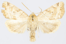 Cosmia trapezina
