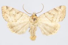 Cosmia trapezina