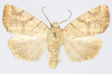 Cosmia trapezina