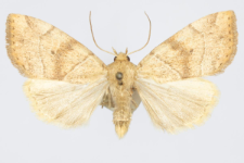 Cosmia trapezina