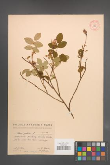 Rosa gallica [KOR 2849]